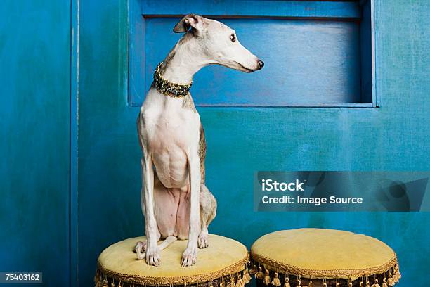 Whippet Auf Einem Barhocker Stockfoto und mehr Bilder von Whippet - Whippet, Hund, Wohngebäude-Innenansicht