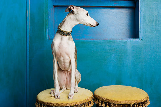 whippet on a stool - whippet стоковые фото и изображения