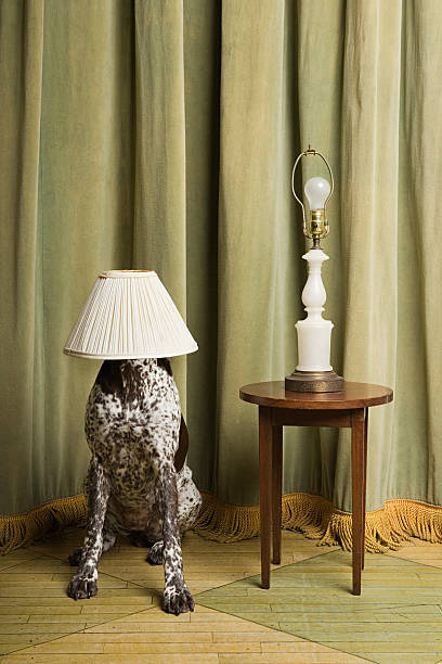 dog with a lampshade on its head - 숨음 뉴스 사진 이미지