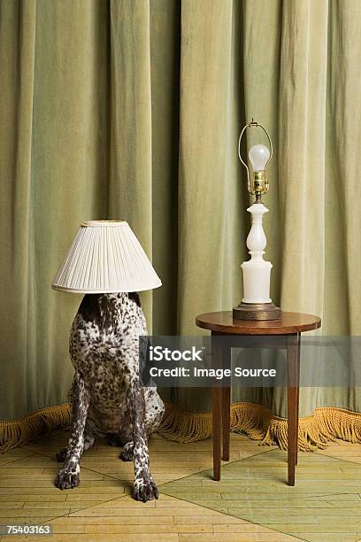 Dog With A Lampshade On Its Head Stock Photo - Download Image Now - Dog, Humor, Hiding