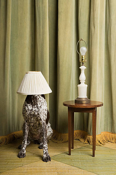 cão com uma luminária sobre sua cabeça - hiding - fotografias e filmes do acervo