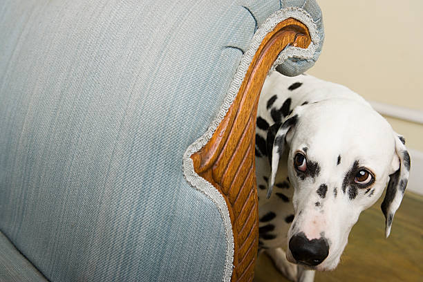 dalmation by a chair - прятать стоковые фото и изображения