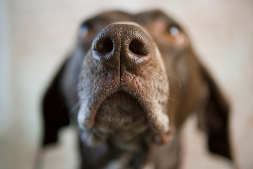 A macro shot of a nose of a dog