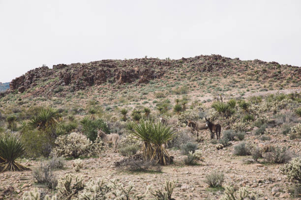 istock Donkeys Standing On Field Against Sky 755746121