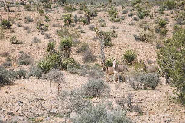 istock High Angle View Of Donkeys Standing On Field 755748647