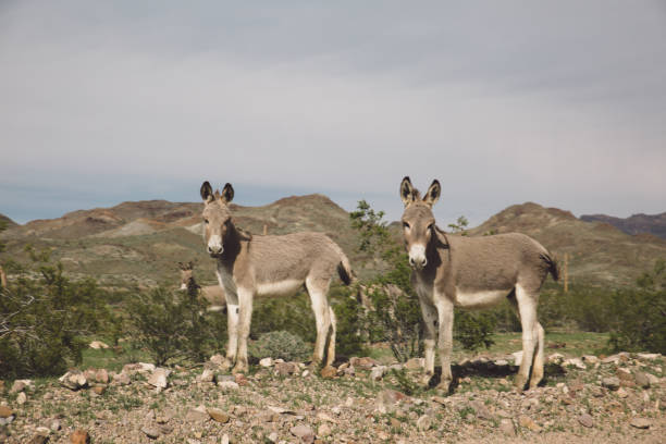istock Donkeys On Field Against Sky 758479997