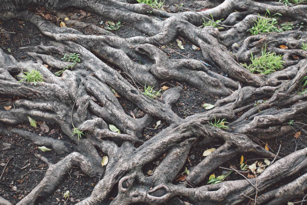 istock High Angle View Of Roots In Forest 758481191