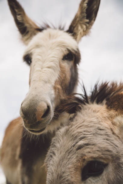 istock Low Angle View Of Donkeys Against Sky 758482927