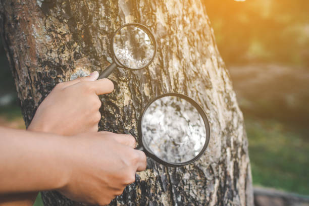 istock Cropped Hands Of People Holding Magnifying Glass Over Tree In Forest 758483785