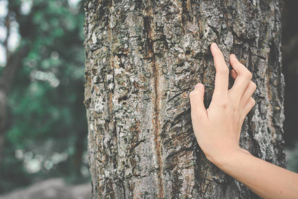 istock Cropped Hand Of Woman Touching Tree Trunk 758486939