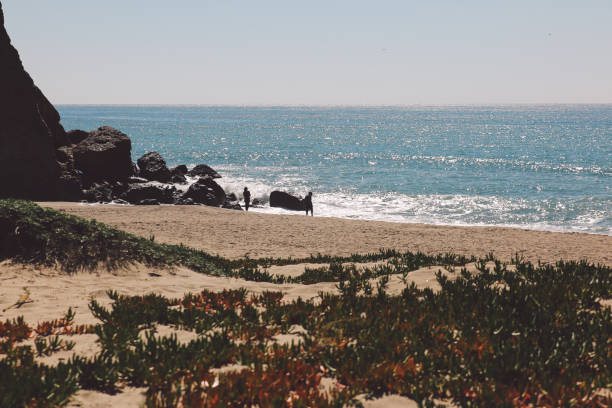 istock Plants Growing At Sandy Beach On Sunny Day 758527967