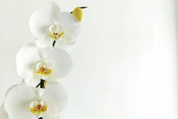 istock Close-Up Of Orchids Against White Wall 758528979