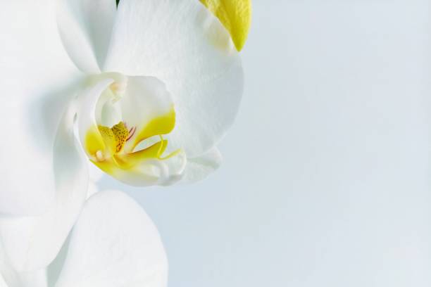 istock Close-Up Of Orchid Against White Background 758536403