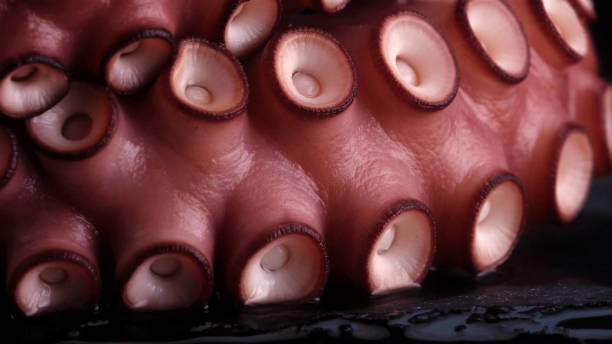 istock Close Up Of Octopus 758617363