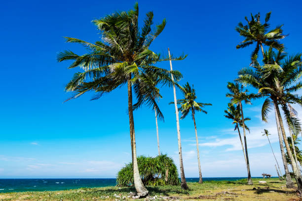 istock Palm Tree By Sea Against Clear Blue Sky 758788067