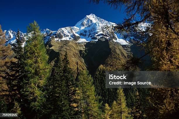 Photo libre de droit de Bietschhorn banque d'images et plus d'images libres de droit de Arbre - Arbre, Beauté de la nature, Bleu