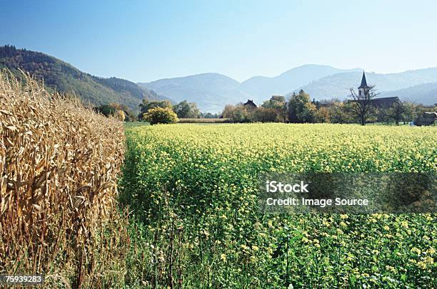 Campagna Tedesca - Fotografie stock e altre immagini di Albero - Albero, Ambientazione esterna, Bellezza naturale