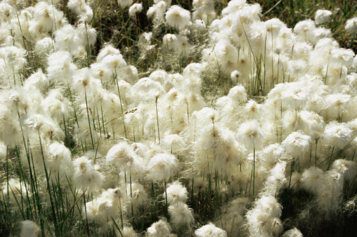 Eriophorum angustifolium common cottongrass flowering plant, group of cottonsedge flowers in bloom on natural protected wild meadow