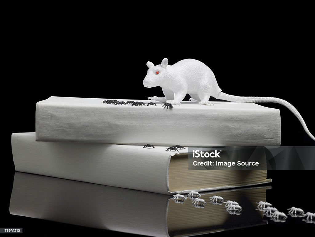 Rat and spiders  Fear Stock Photo