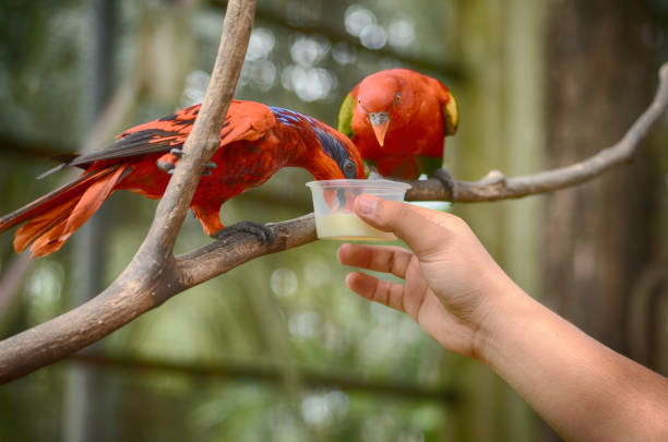 istock Cropped Hand Holding Water In Container For Birds Perching On Branch 760229027