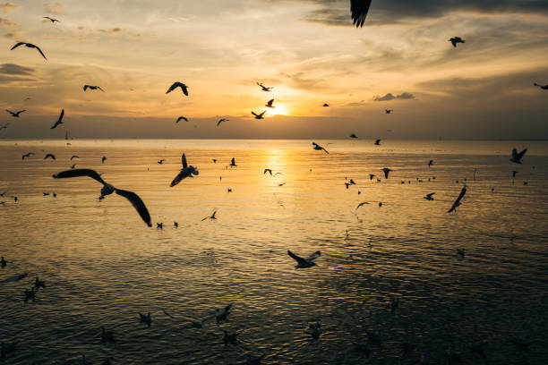 istock Silhouette Birds Flying Over Sea Against Sky During Sunset 760230337