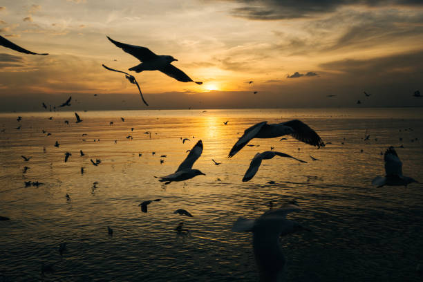 istock Silhouette Birds Flying Over Sea Against Sky During Sunset 760232805