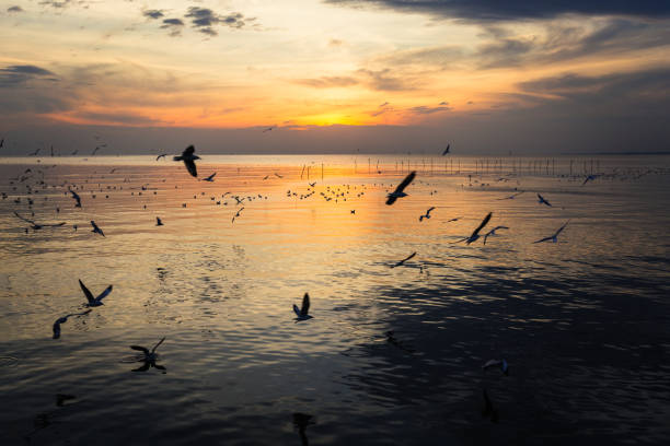 istock Silhouette Birds Flying Over Sea During Sunset 760235821