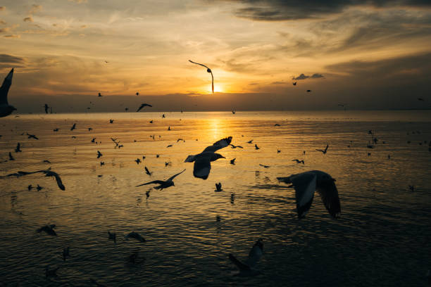 istock Silhouette Birds Flying Over Sea Against Sky During Sunset 760238241