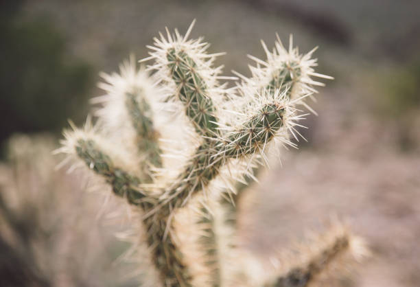 istock Close-Up Of Cactus Growing On Field 760251795