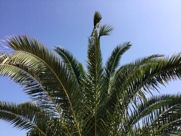 istock Low Angle View Of Palm Tree Against Clear Sky 760263953