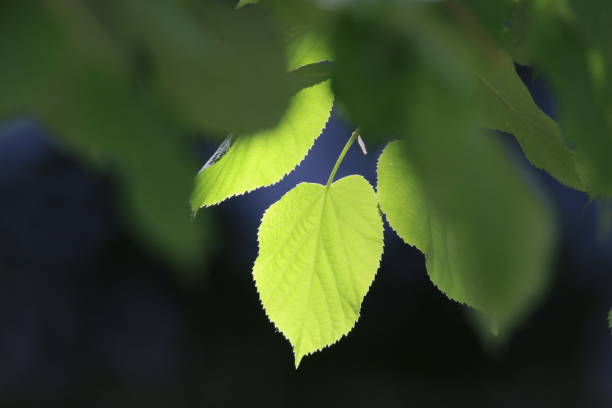 istock Close-Up Of Plant 760264963
