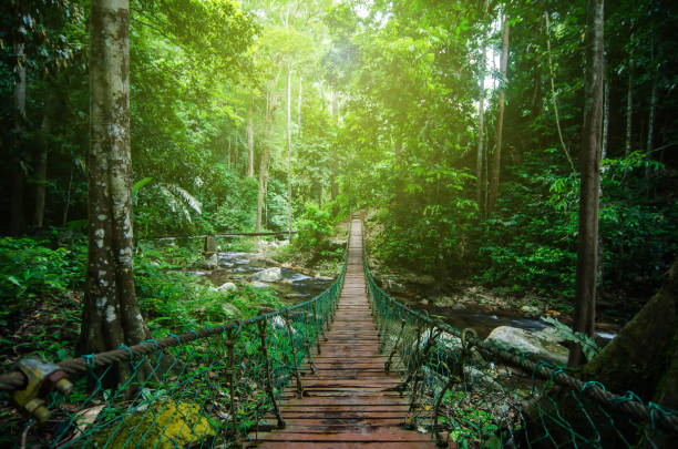 istock Footbridge Amidst Trees In Forest 760267423