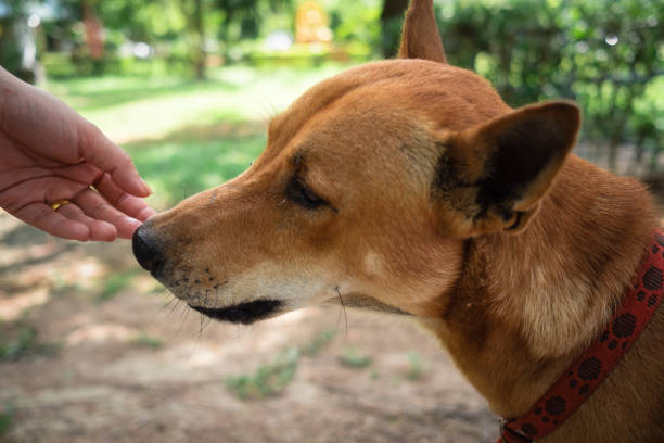 istock Close-Up Of Dog 760270317
