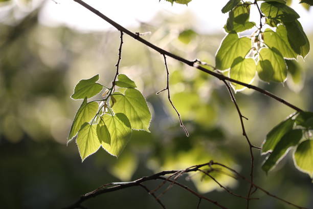 istock Close-Up Of Plant 760284309