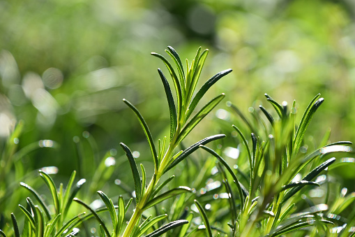 Close up of a rosemary plant in a garden.