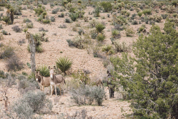 istock Donkeys Standing At Desert During Sunny Day 760301633