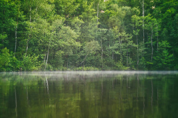 istock Scenic View Of Forest 760350461