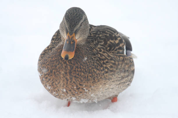 istock Close-Up Of Mallard Duck On Snow 763241791