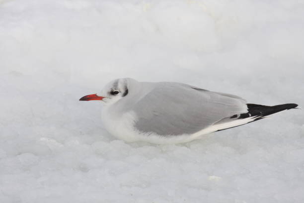 istock Close-Up Of Seagull On Snow 763242641