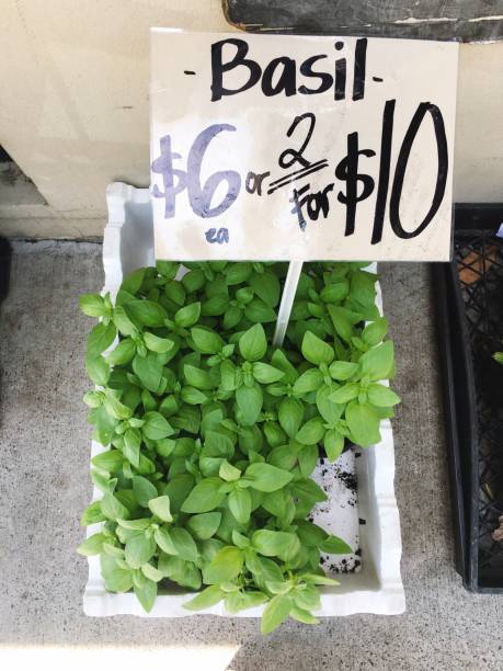 istock Close-Up Of Information Sign With Basil Plants 763284527