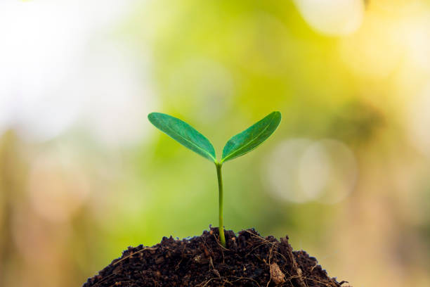 istock Close-Up Of Fresh Green Plant 763297919