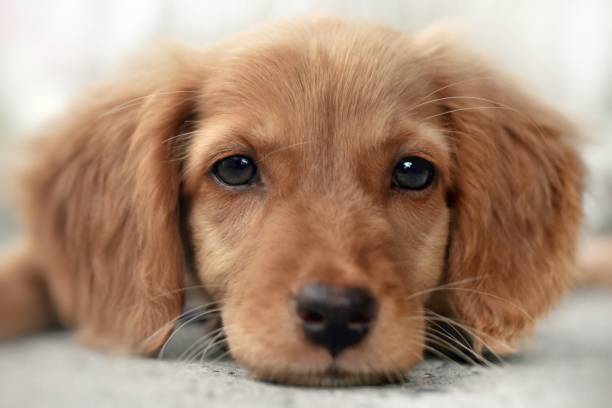 istock Close-Up Portrait Of Dog 764851169