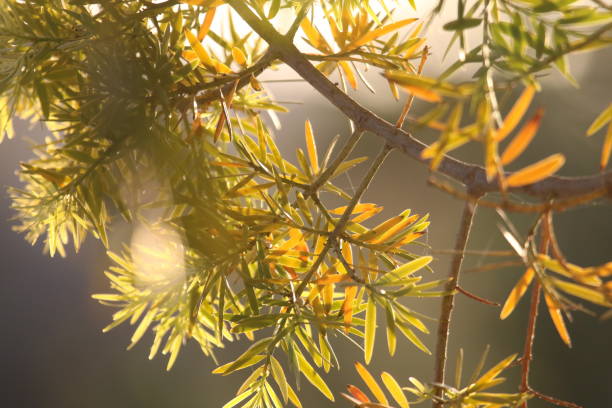 istock Close-Up Of Fresh Leaves On Tree 764869161