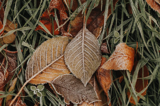 istock Close-Up Of Autumn Leaves 764869823