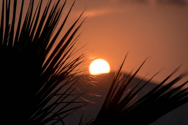 istock Close-Up Of Silhouette Plants Against Sky During Sunset 764888609