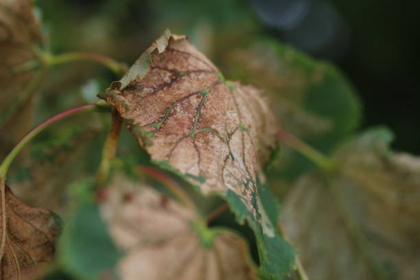 istock Close-Up Of Dry Leaf 764928601