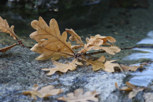 istock Close-Up Of Dry Autumn Leaves 766439761