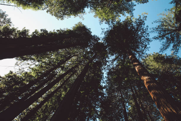 istock Low Angle View Of Trees In Forest Against Sky 766458229