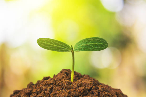 istock Close-Up Of Young Plant 766490061