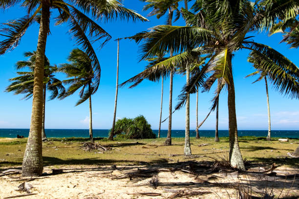 istock Palm Trees On Beach Against Blue Sky 766844757